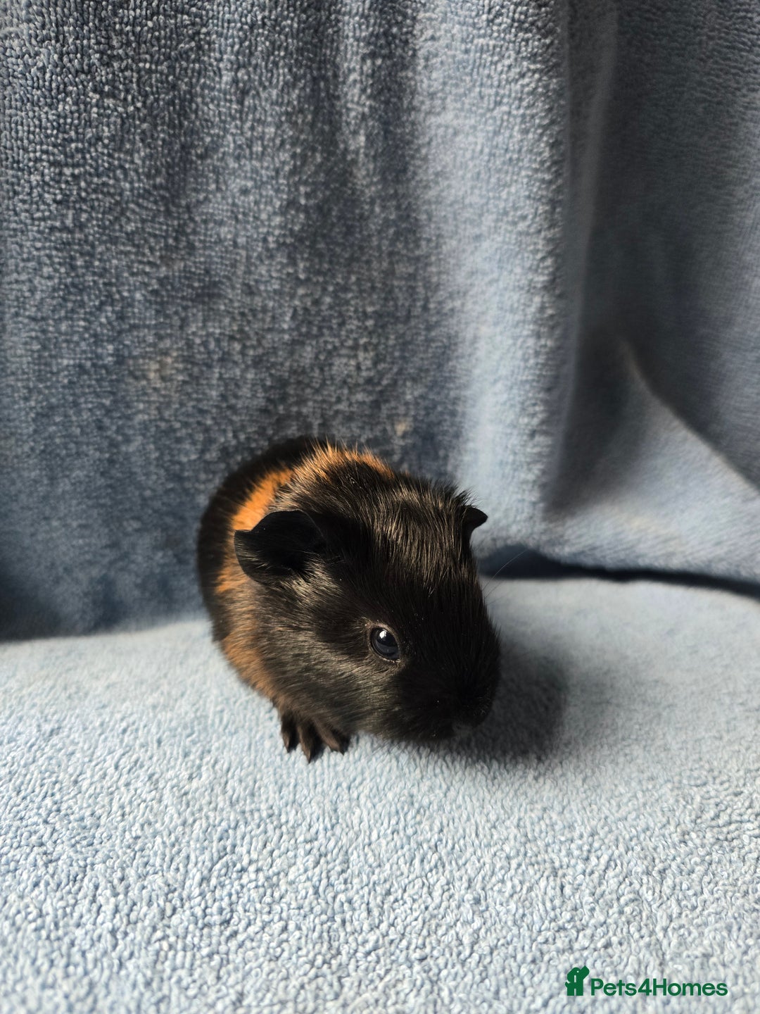 Guinea Pig rodents for sale: Baby Guinea Pigs Taking Reservations.   - Image 6