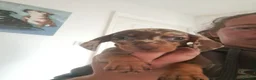 Dachshund dogs for sale: Beautiful dachshund puppies  in Burton-on-Trent - Advert 8