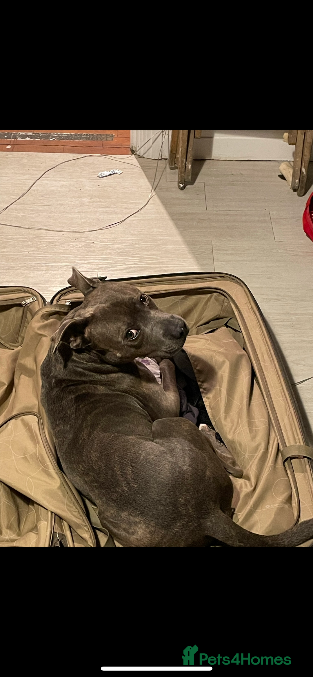 Staffordshire Bull Terrier dogs for sale: Blue staffy - Image 6