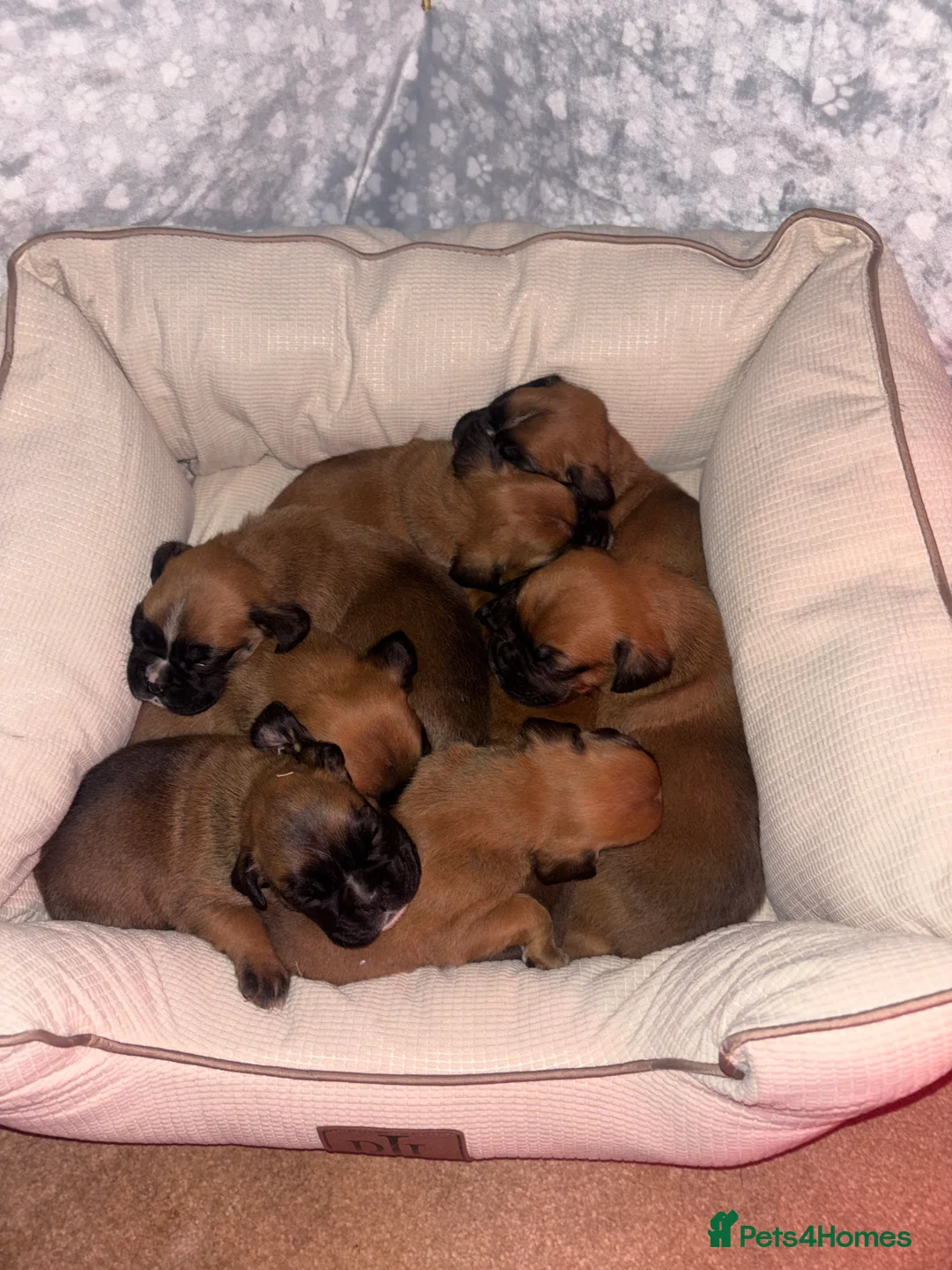 Boxer dogs for sale: 8 beautiful Boxer puppies - Advert 1