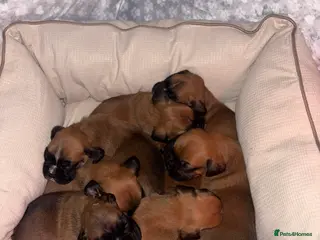Boxer dogs 8 beautiful Boxer puppies - Advert 1
