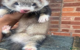 Ferret rodents for sale: Male ferret  - Image 2