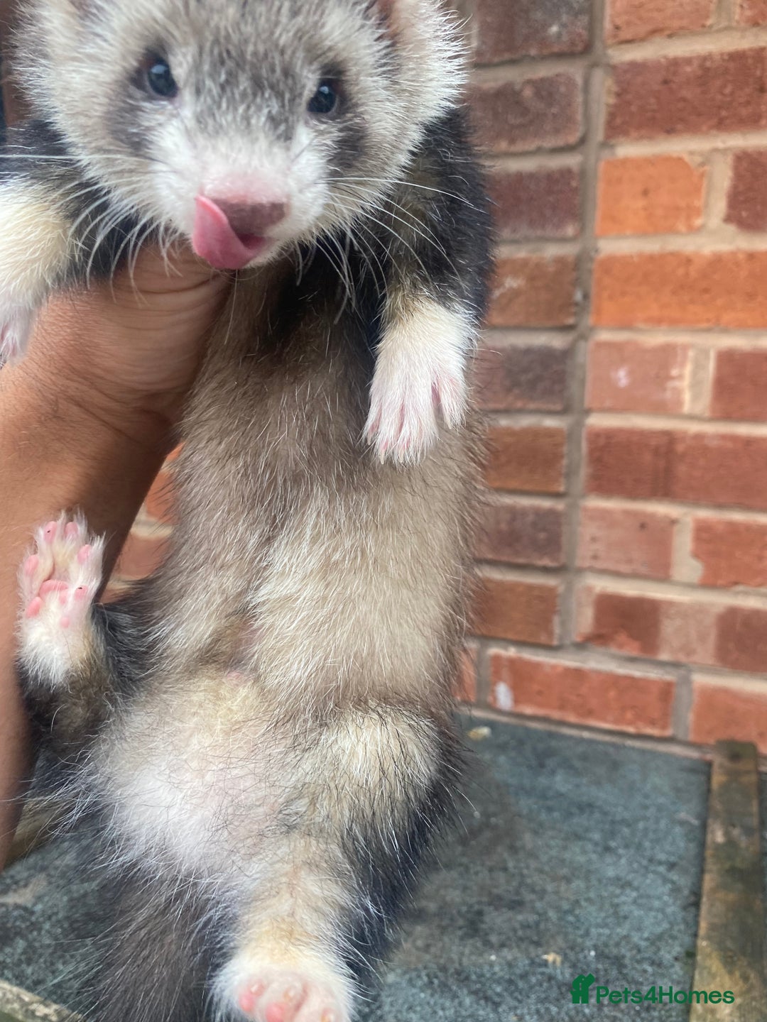 Ferret rodents for sale: Male ferret  - Image 2