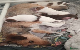 Patterjack dogs for sale: Patterjack/jackrussel - Image 17