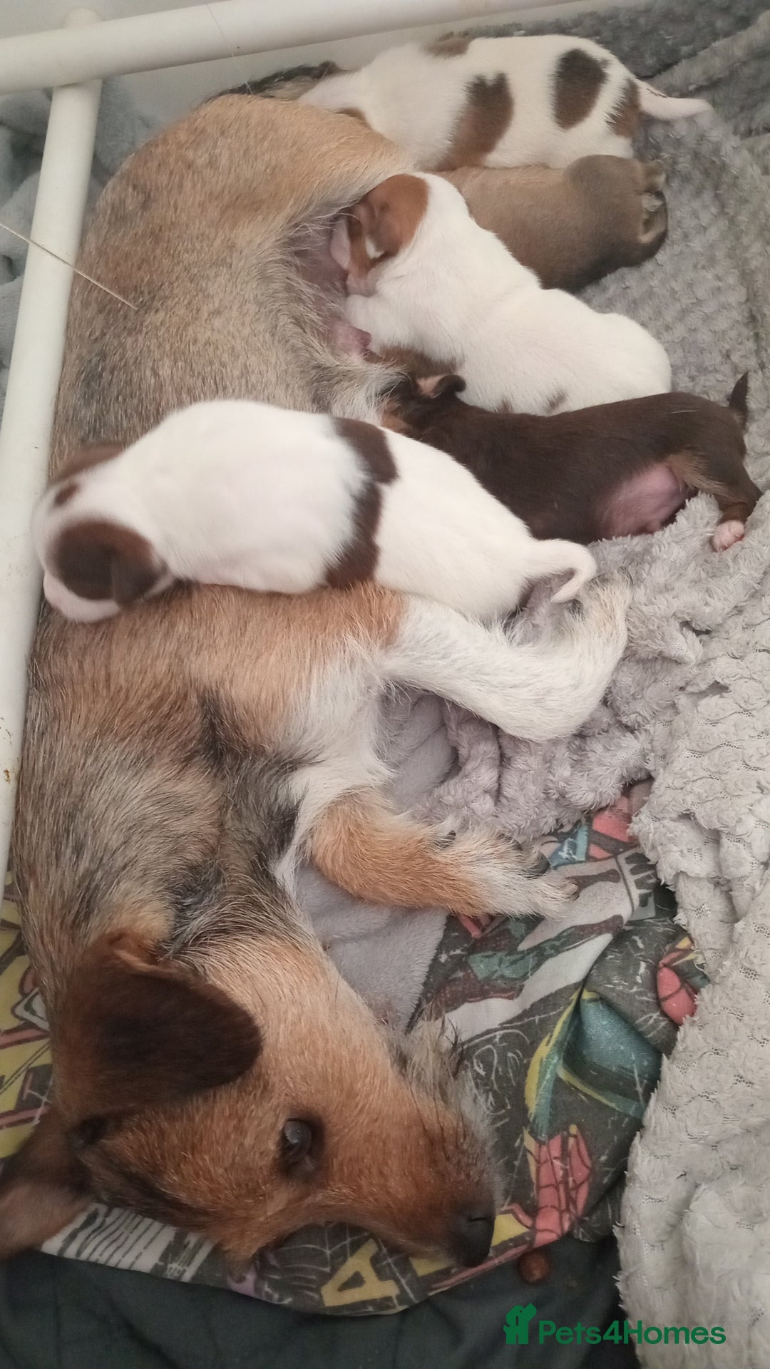 Patterjack dogs for sale: Patterjack/jackrussel - Image 17