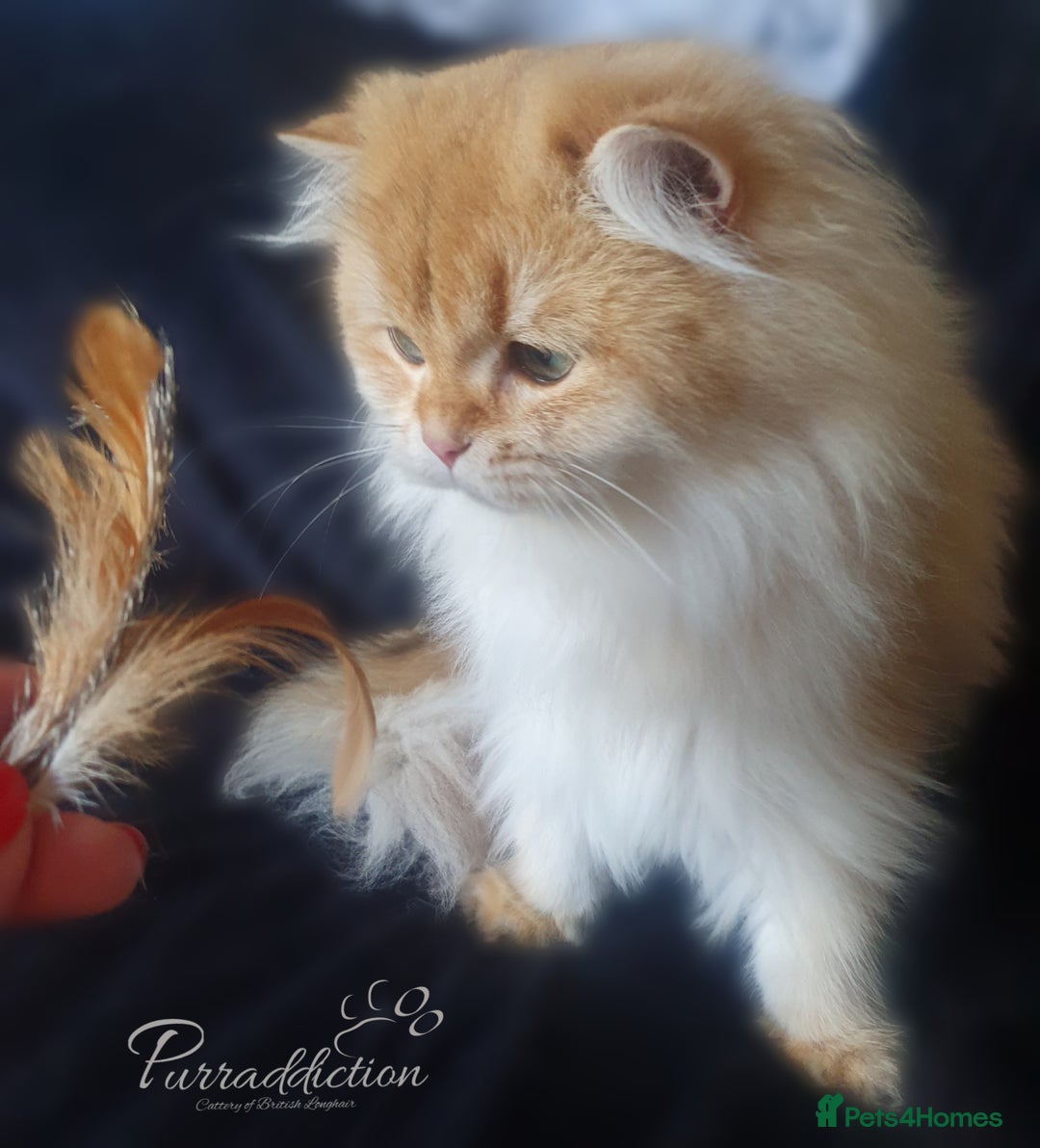British Longhair cats for sale: Chocolate Golden Shaded British Longhair kitten - Image 4