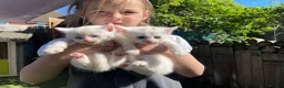 Mixed Breed cats for sale: 💕 beautiful kittens available 💕 - Advert 11