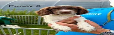 English Springer Spaniel 6