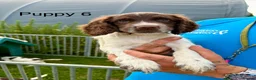 English Springer Spaniel dogs for sale: KC Reg Springer Spaniels  - Advert 12