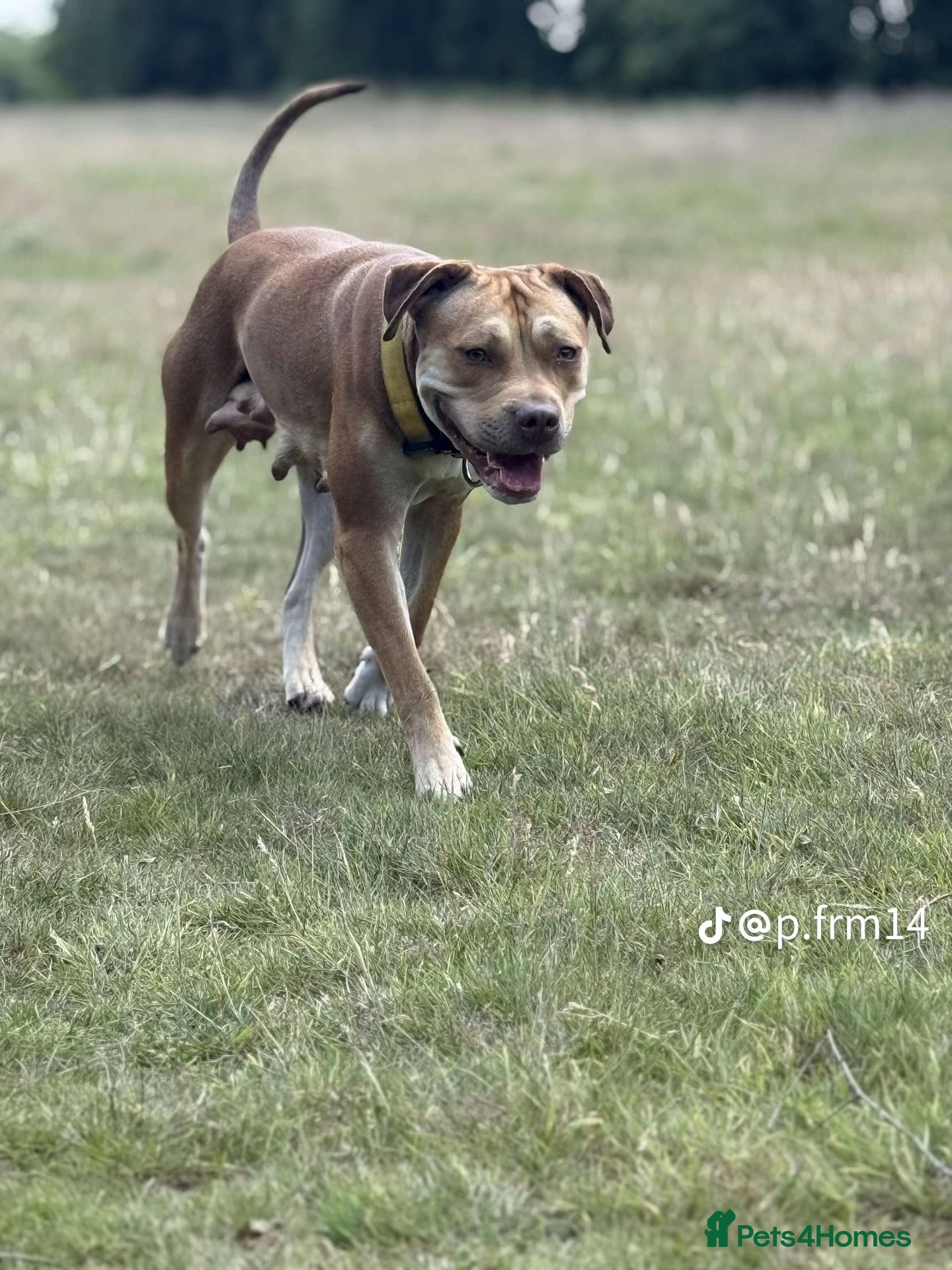 Mixed Breed dogs American bull staff x Alapaha blue blood bulldog  - Advert 1