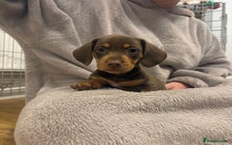 Miniature Dachshund dogs for sale: Minature dachshund pups  - Image 23