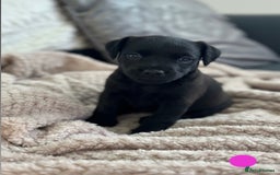 Lakeland Terrier dogs for sale: Beautiful Lakeland puppies for sale!  - Advert 6