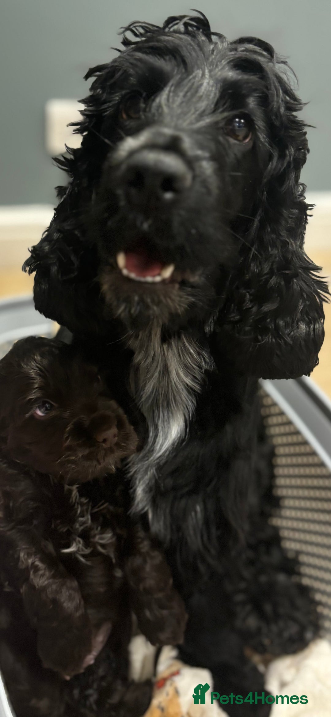 Cocker Spaniel dogs for sale: Show-type KC reg. chocolate cocker spaniel puppy  - Advert 6