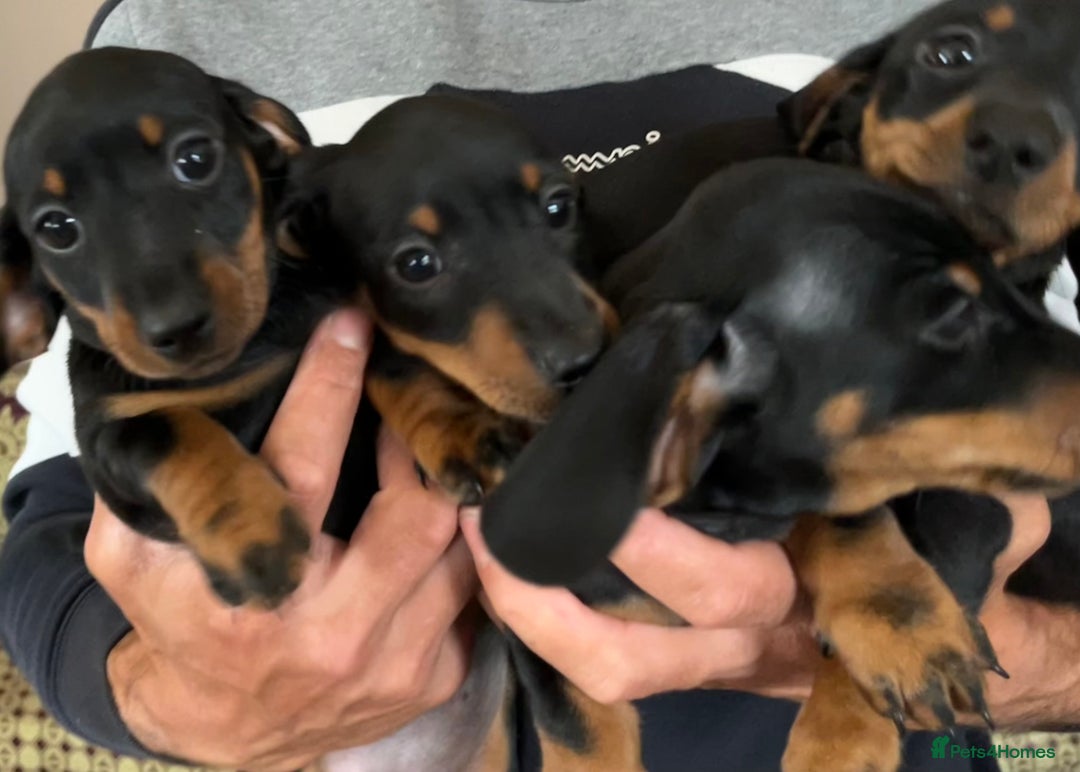 Miniature Dachshund dogs for sale: Adorable Dachshund Puppies for Sale! - Image 2