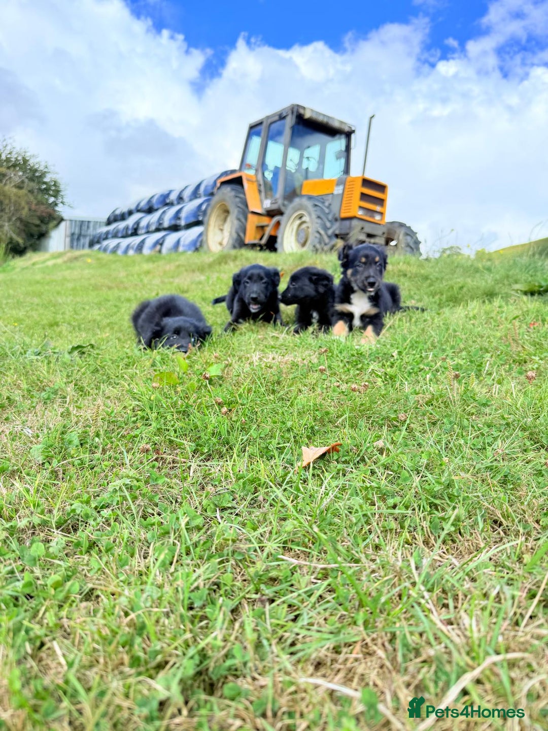 Border Collie dogs for sale: Beautiful border collie puppies  - Image 11