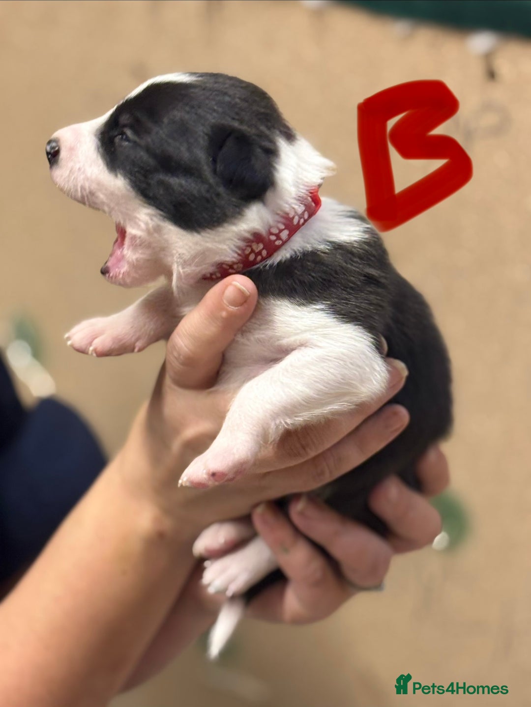 Border Collie dogs for sale: Border collie puppies - Advert 4