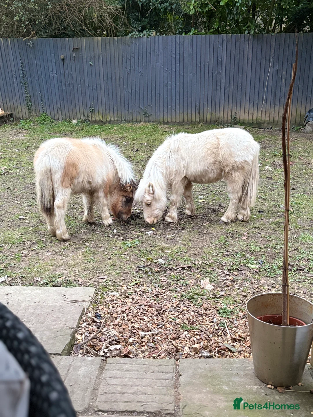 Dartmoor horses for sale: Two mini Shetlands  - Advert 8