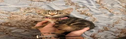 Mixed Breed cats for sale: 5 kittens for sale all with amazing personalities  in Birmingham - Advert 3