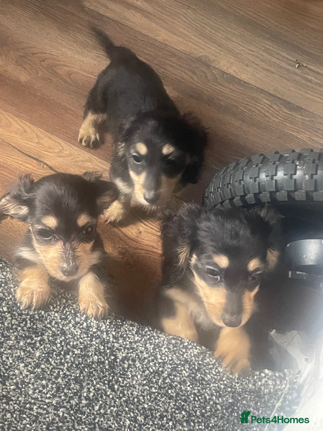 Miniature Dachshund dogs for sale: Kc Registered Long Haired Miniature Dachshunds - Advert 3