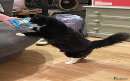 British Longhair cats for sale: 4 year old blind stick needs a new home - Advert 17