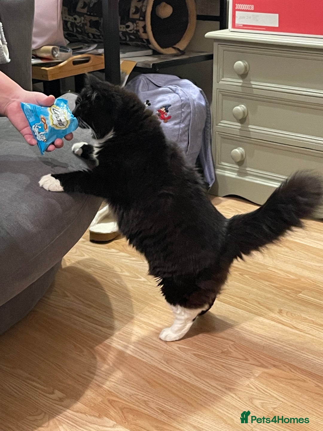 British Longhair cats for sale: 4 year old blind stick needs a new home - Advert 17