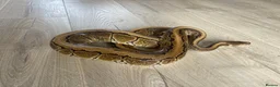 Python Snake reptiles for sale: Royal Python & SetUp in Gloucester - Advert 1