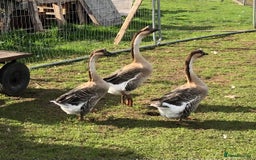 Geese poultry for sale: Chinese geese - Image 2