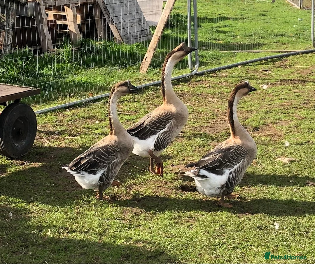 Geese poultry for sale: Chinese geese - Image 2