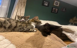 Bengal cats for sale: Bengal x - Image 22