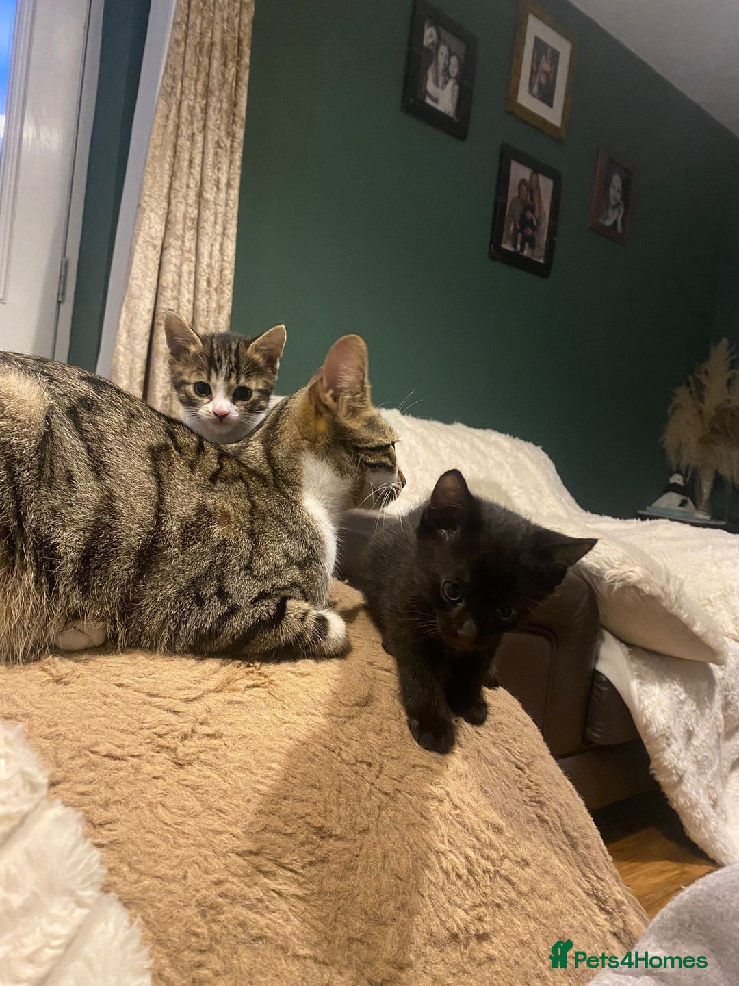 Bengal cats for sale: Bengal x - Image 22