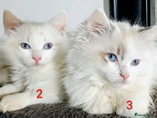 Ragdoll cats Beautiful full ragdoll kittens £695 - Advert 4