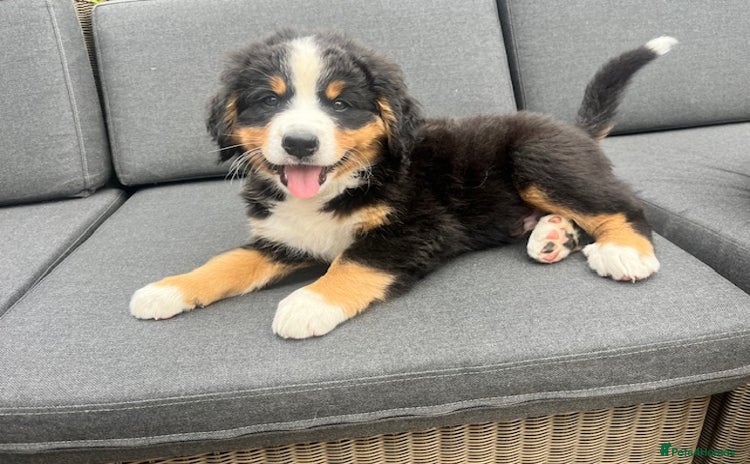 Bernese Mountain Dog dogs - Advert 1
