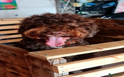 Lagotto Romagnolo dogs for sale: Lagotto Romagnolo - The Best breed ever  - Image 7