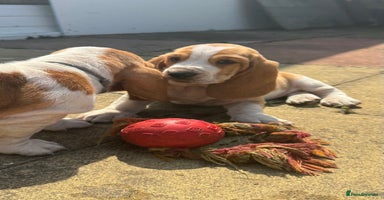 Basset Hound dogs - Advert 8