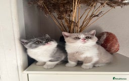 British Shorthair cats for sale: BSH grey/white fluffy female kitten  - Image 2