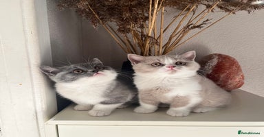 British Shorthair cats - Advert 2