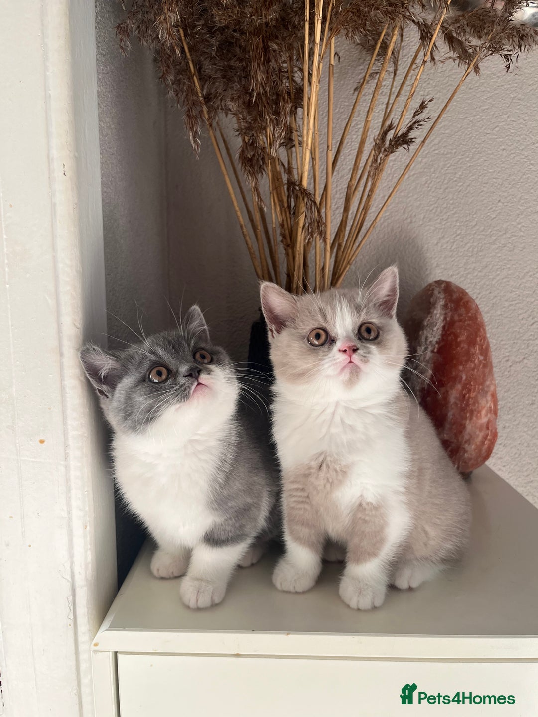 British Shorthair cats for sale: BSH grey/white fluffy female kitten  - Image 2