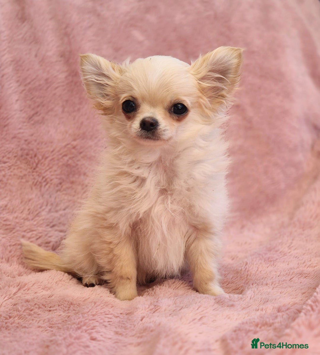 Maltipoo Maltese Cross Chihuahua Puppies For Sale Maltese