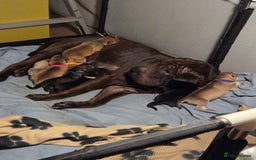 Mixed Breed dogs for sale: Shar pei cross husky puppies  - Image 9