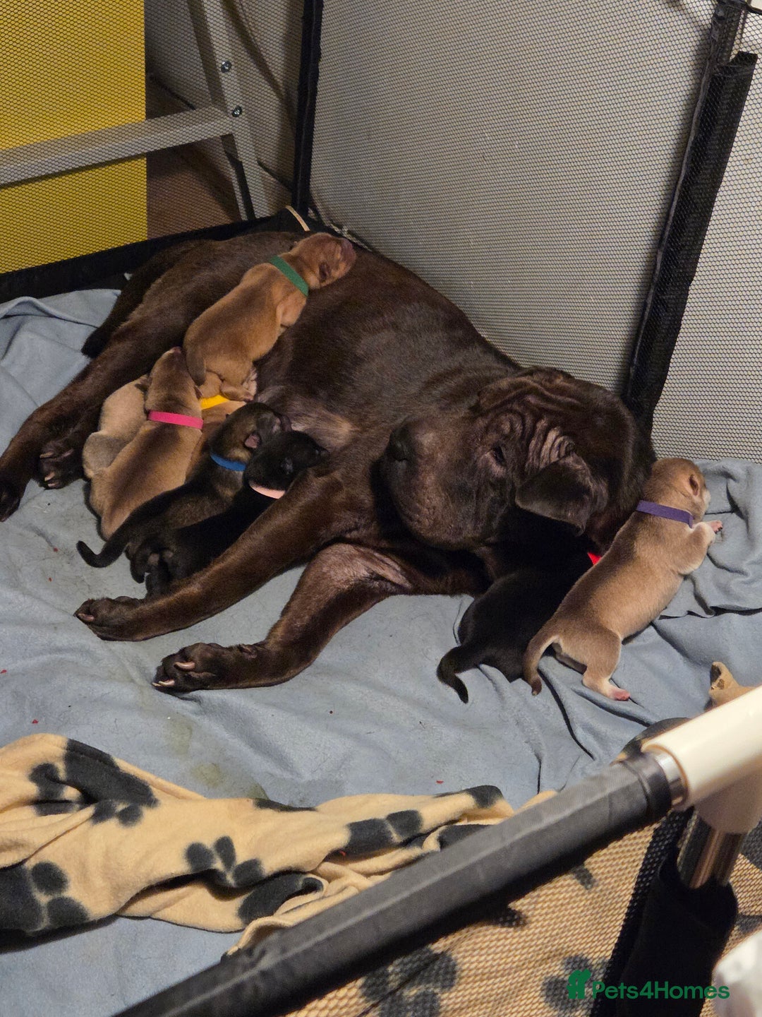 Mixed Breed dogs for sale: Shar pei cross husky puppies  - Image 9