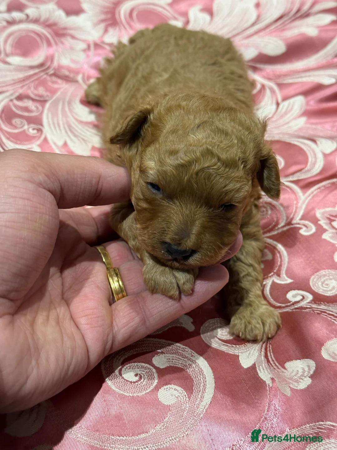 Maltipoo dogs for sale: Malti poo male puppy for sale  - Advert 1