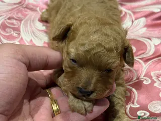 Maltipoo dogs Malti poo male puppy for sale - Advert 15