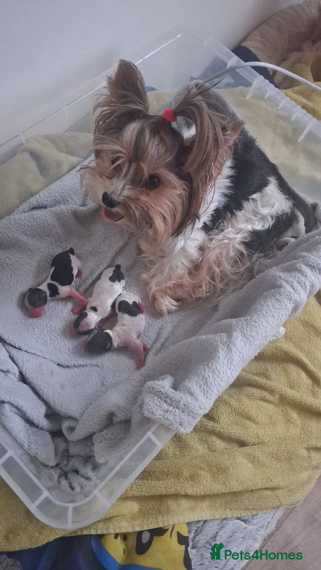 Biewer Terrier dogs for sale: 2 amaizing boys Amorek&Armani - Advert 2