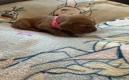 Cocker Spaniel dogs for sale: First and last litter top class red cockers - Image 11