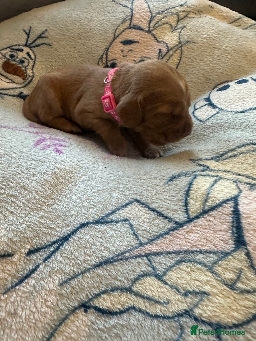 Cocker Spaniel dogs for sale: First and last litter top class red cockers - Image 11