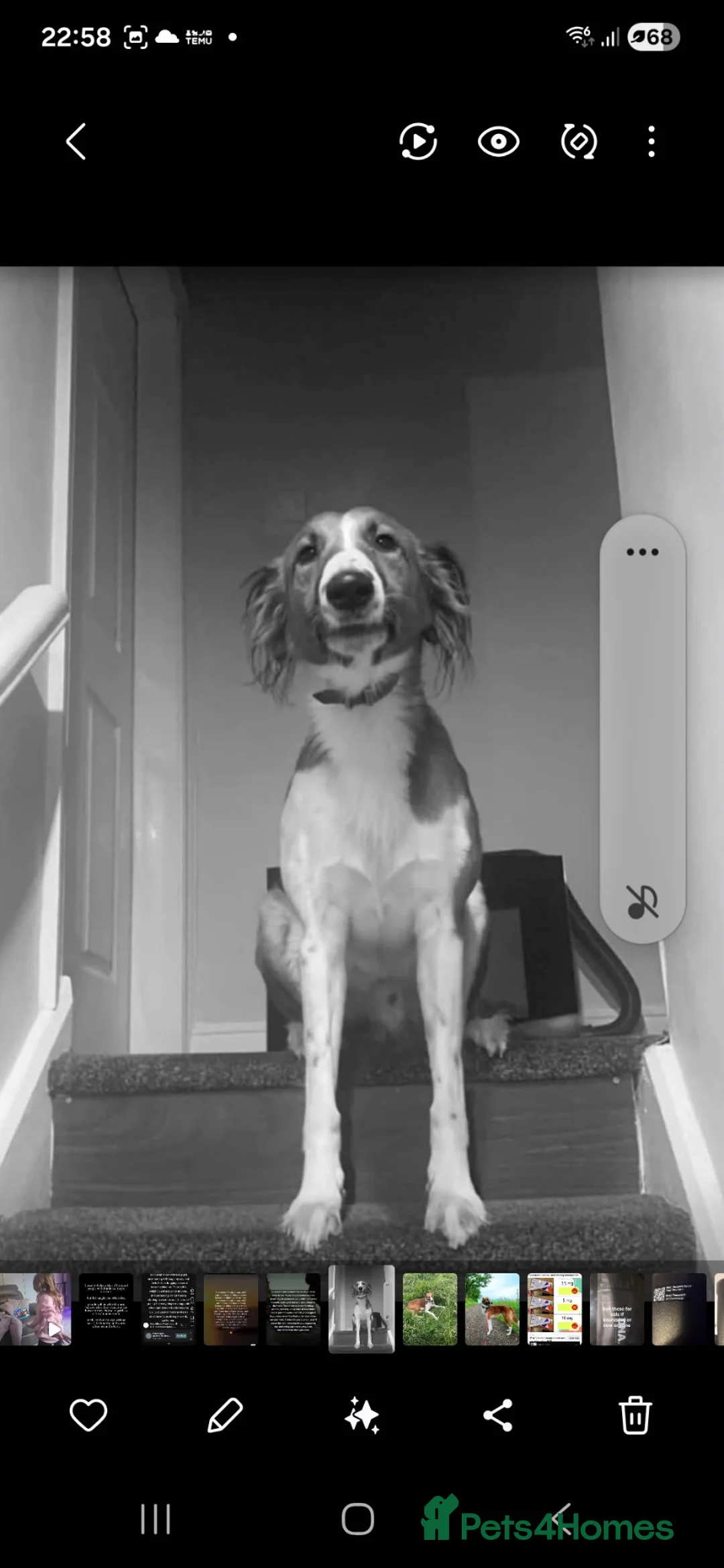 Mixed Breed dogs for sale: Saluki bull - Advert 2