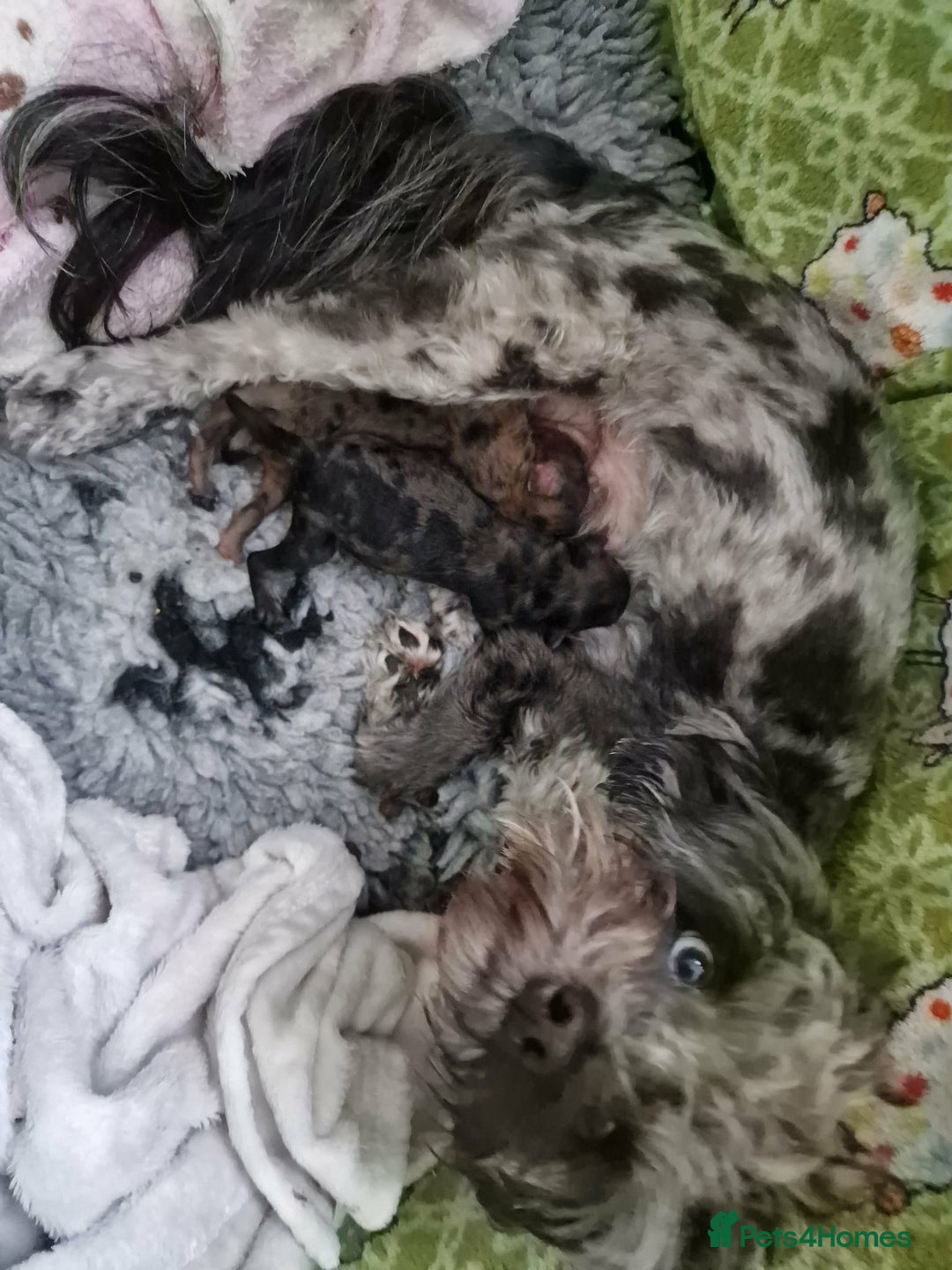 Mixed Breed dogs for sale: Health tested 3/4 Merle Toy Poodles  - Advert 5