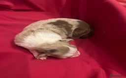 Border Collie dogs for sale: **🐾 Adorable Border Collie Puppies for Sale! 🐾** - Image 7
