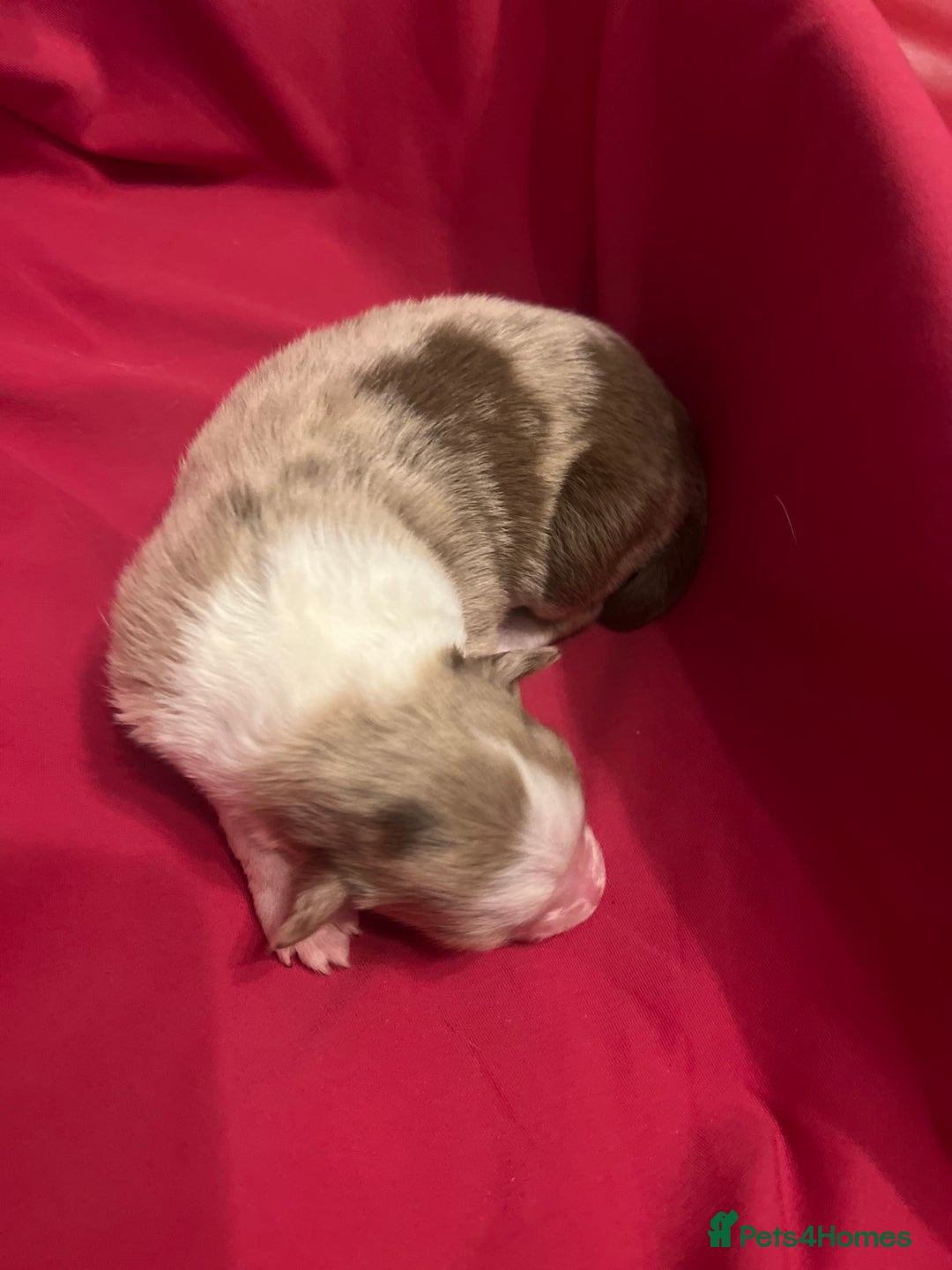 Border Collie dogs for sale: **🐾 Adorable Border Collie Puppies for Sale! 🐾** - Image 7