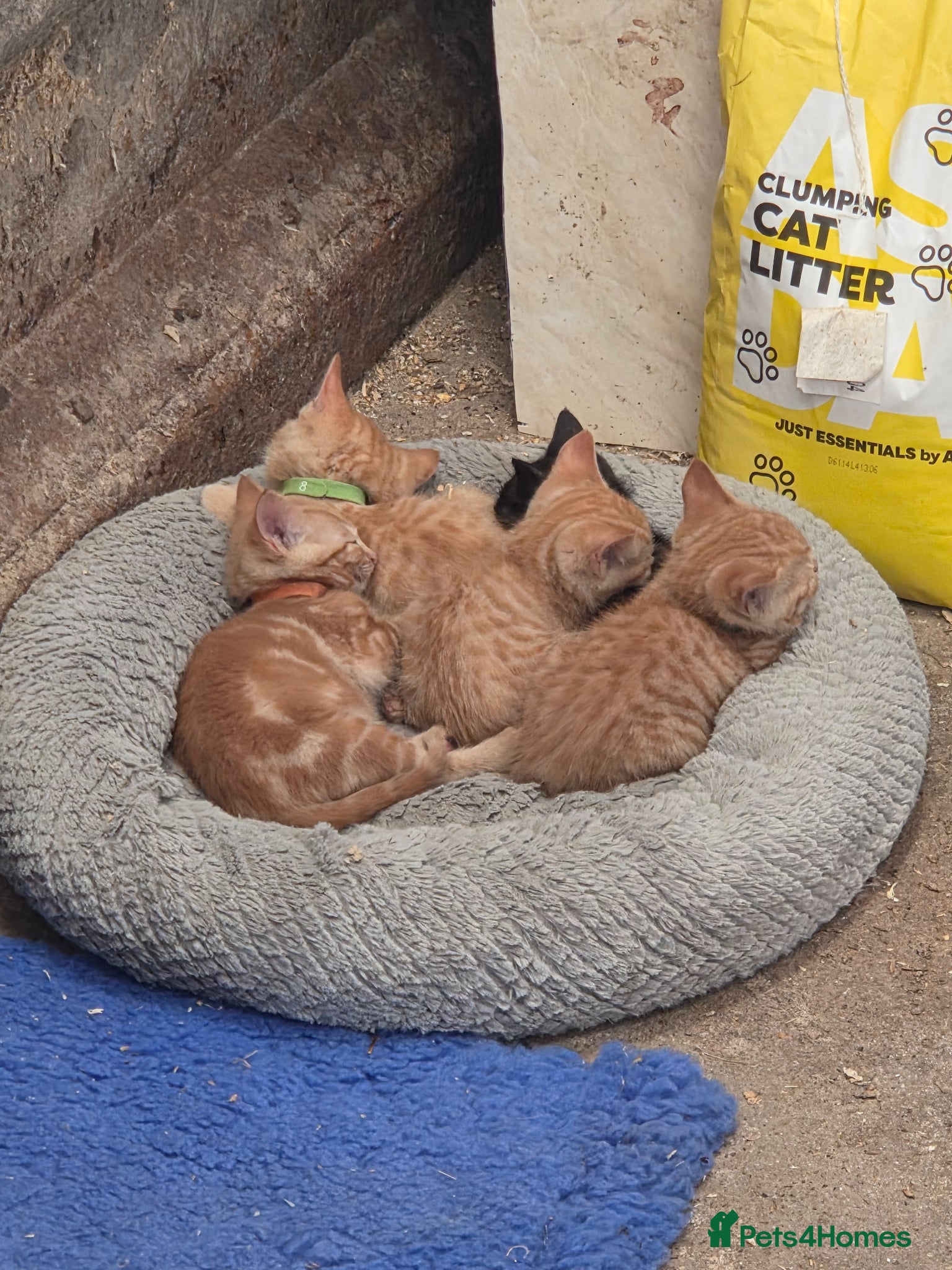 Mixed Breed cats for sale: Farm Kittens  - Advert 4